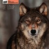 Le loup