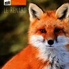 Le renard