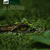 Le crocodile