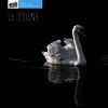Le cygne