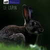 Le lapin