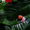 L'escargot