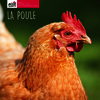La poule