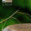 Le phasme
