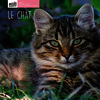Le chat