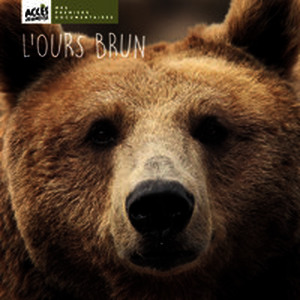 L'ours brun