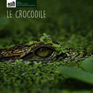 Le crocodile