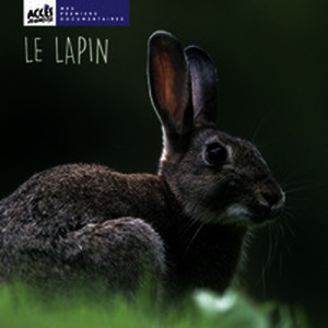 Le lapin