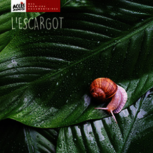 L'escargot