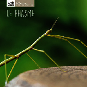 Le phasme