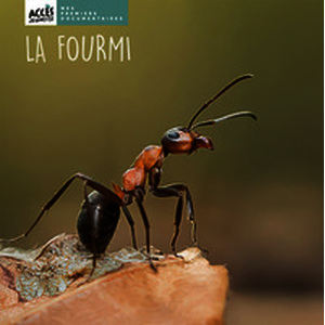 La fourmi