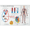 DIGESTION CIRCULATION DU SANG - CARTE PLASTIFIEE