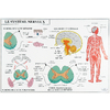 LE SYTEME NERVEUX LA RESPIRATION - CARTE PLASTIFIEE