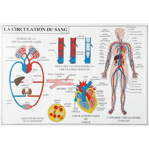 DIGESTION CIRCULATION DU SANG - CARTE PLASTIFIEE