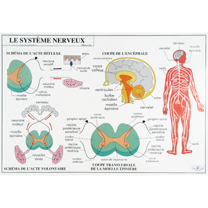 LE SYTEME NERVEUX LA RESPIRATION - CARTE PLASTIFIEE