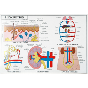 L EXCRETION LES SENS - CARTE PLASTIFIEE